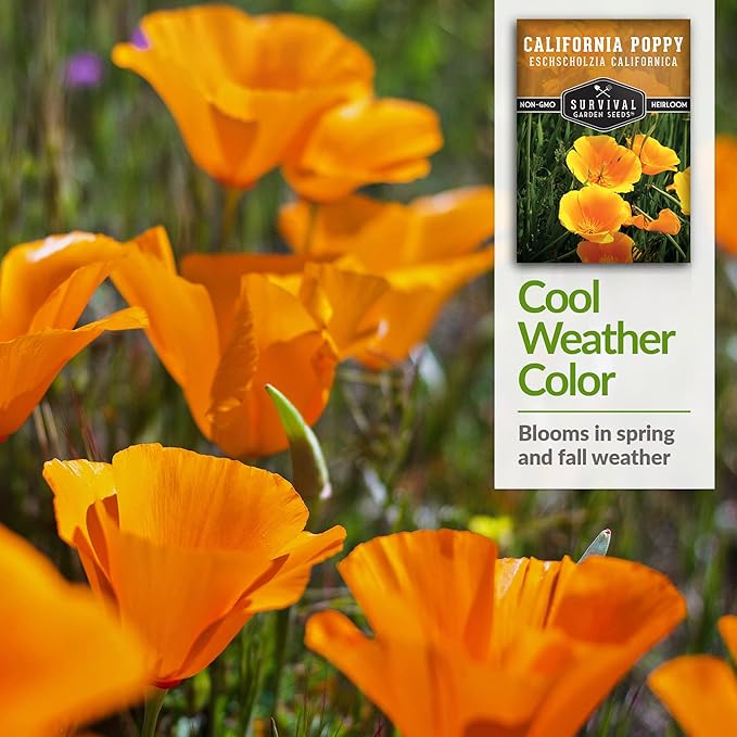 Survival Garden Seeds 5 Packets California Poppy for Planting - Seed Packs with Instructions to Grow Eschscholzia Californica Plants in Your Home Flower Garden - Non-GMO Heirloom Wildflower Variety
