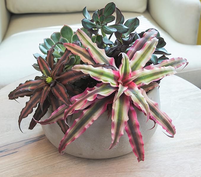 Live Cryptanthus Bromeliad Plant, Cryptanthus bivittatus Pink Star, Indoor Flowering Plant, Earth Star House Plant in Pot, Bromeliads Live Plants in Soil, Colorful Potted Houseplant by Plants for Pets
