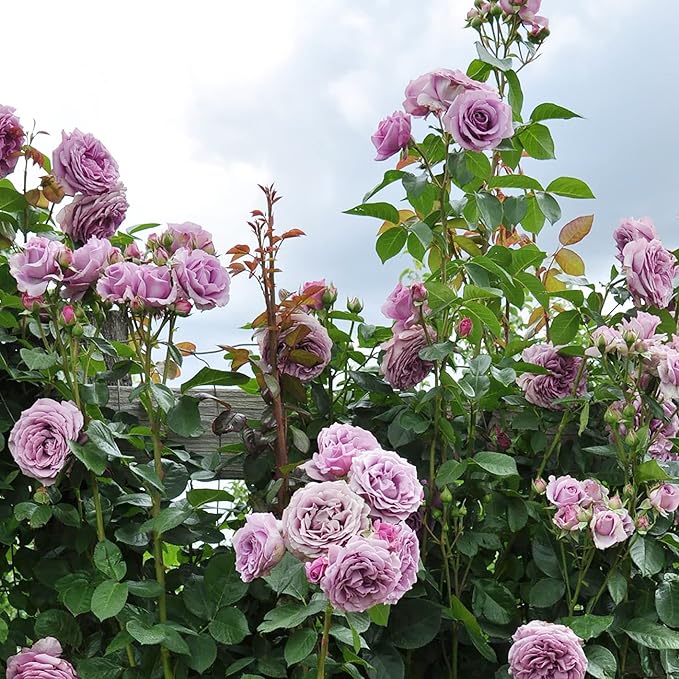Purple Climbing Rose Seeds Fragrant Blooms for Cutting and Using in Floral Arrangements Attract Pollinators Creat Vertical Accents in Gardens, On Trellises, Arbors, Fences 5Pcs by YEGAOL Garden