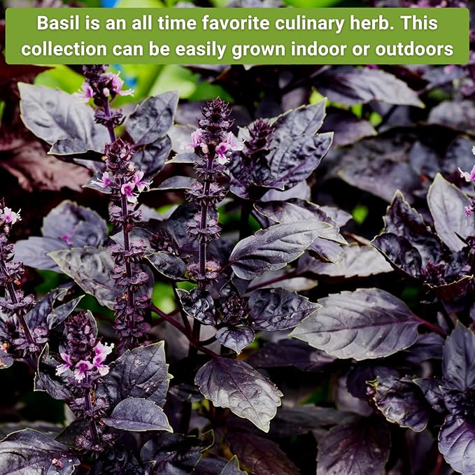 Sow Right Seeds - Large Basil Seed Collection for Planting - Genovese, Greek, Opal, Thai, and Lemon Basil - Non-GMO Heirloom Packets to Grow Indoors or Outdoor - Kitchen Herb Gardening f1
