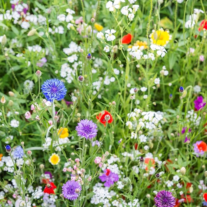 Utah Wildflower Seed Mix, Covers 325 Sq Ft, 17 Flower Varieties, Over 53,000 Seeds - Created By Nature