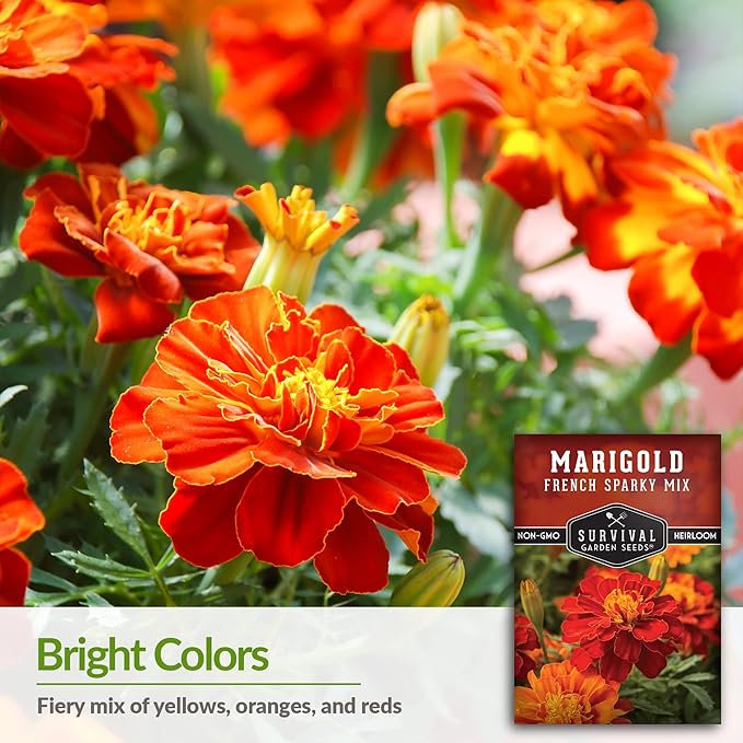 5 Packs French Sparky Marigold Seeds for Planting with Instructions to Grow Large Tagetes Patula Flowers in Your Home Vegetable Garden - Non-GMO Heirloom - Survival Garden Seeds