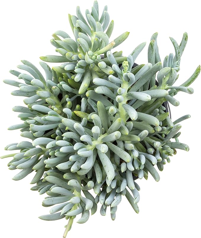 Succulents Plants Live Indoor Plants, Senecio Mandraliscae Live Houseplants, Live Succulents Live Plants Indoor Succulent Plants, Indoor Plant Real Succulents Plants House Plants by Plants for Pets