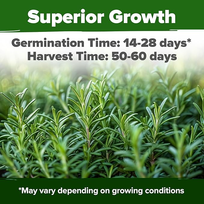 HOME GROWN Rosemary Seeds Bulk Pack - 150 High Germinating Non-GMO Heirloom Culinary Herb Seeds for Planting in Indoor or Outdoor Herb Gardens - USA Sourced (Salvia rosmarinus)