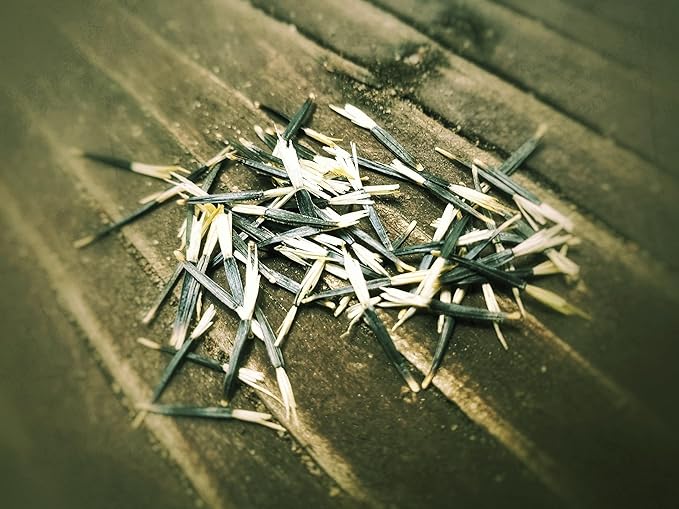 French Marigold Seeds for Planting - Plant & Grow Heirloom French Marigolds in Home Outdoor Garden – Planting Instructions for Vibrant Rare Blooms – Great Gardening Gift, 5 Packets, Orange, Red