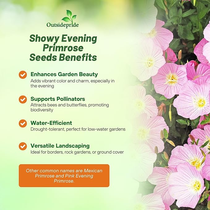 Outsidepride 1/8 lb. Perennial Oenothera Speciosa Showy Evening Primrose Wild Flower Seeds for Planting