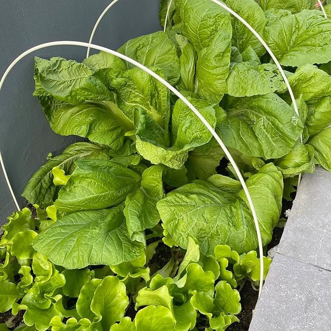 4000+ Florida Broadleaf Mustard Seeds for Planting Vegetable Seeds for Green Leaf Non-GMO Heirloom Garden Seed Small GAI Choi Cải bẹ xanh