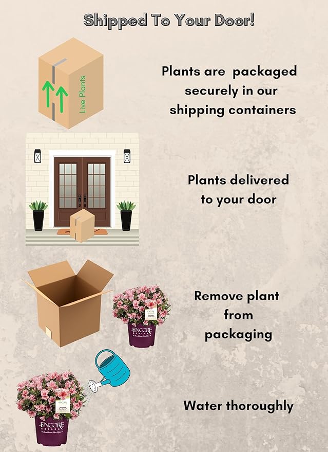 2 Gallons Encore Azalea Autumn Sunburst Azalea