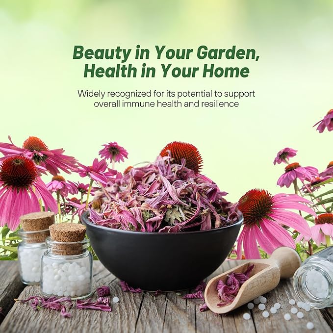 Outsidepride 1/4 lb. Perennial Echinacea Purple Coneflower Wild Flower Seed for Planting