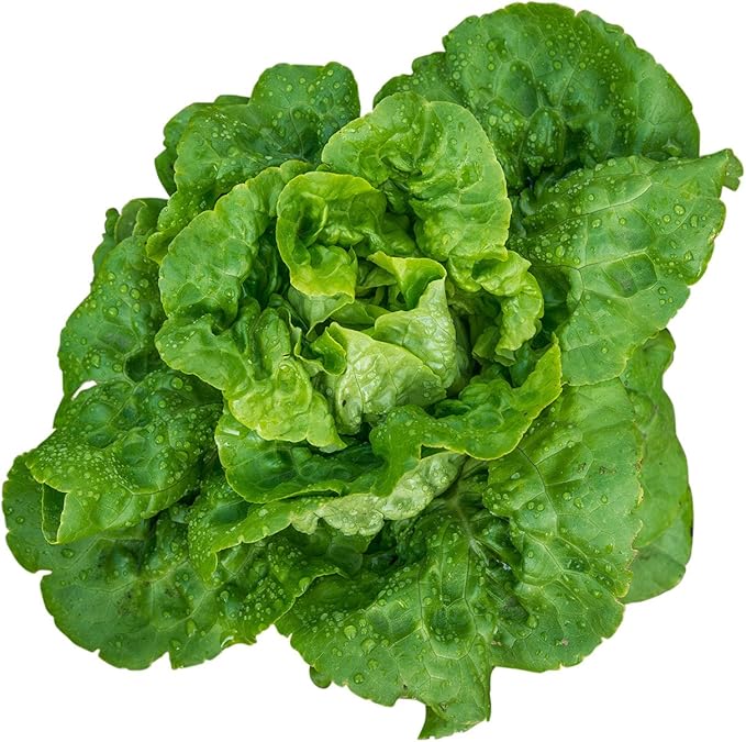 Burpee Buttercrunch Hybrid (Organic) Lettuce Seeds 1100 seeds