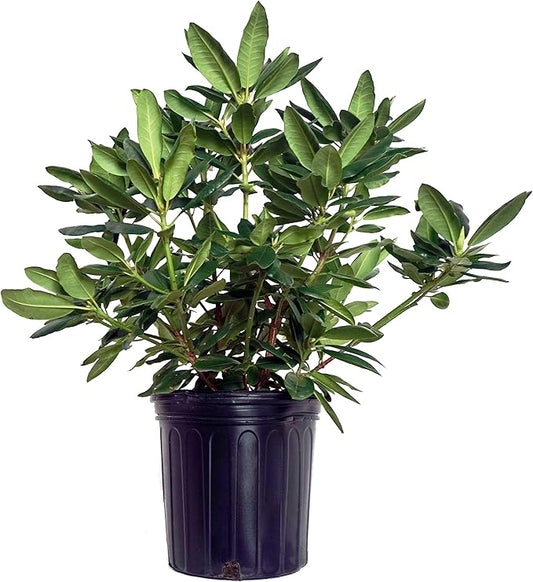 Rhododendron cat. 'Roseum Elegans' (Rhododendron) Evergreen, lavender pink flowers, #2 - Size Container