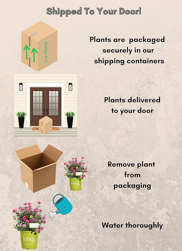 2 Gallon Knock Out Rose Double Pink with Rich Green Foliage