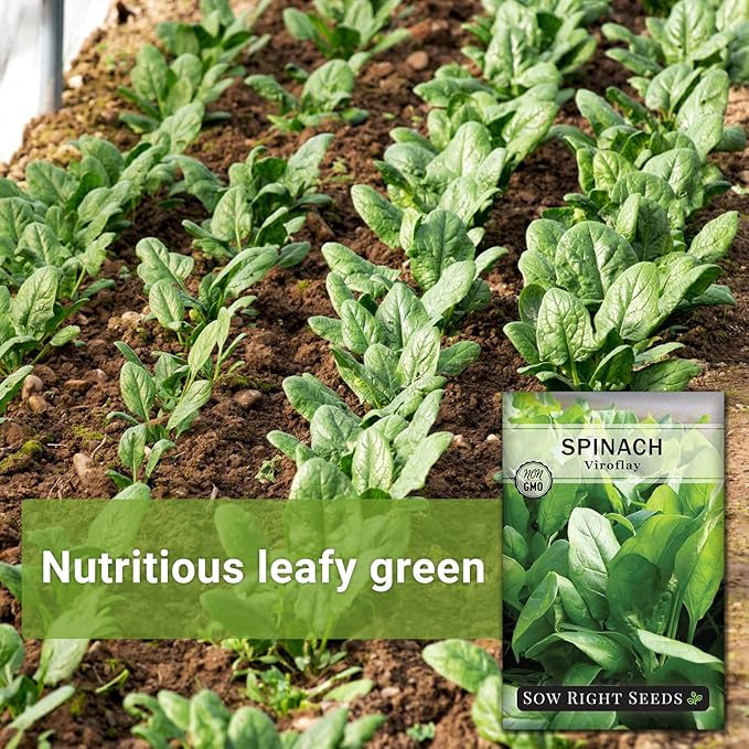 Sow Right Seeds - Viroflay Spinach Seed for Planting - Non-GMO Heirloom Packet with Instructions to Plant a Vegetable Garden - Grow Leafy Green Nutritious Superfood - Hydroponic Growing Friendly (1)