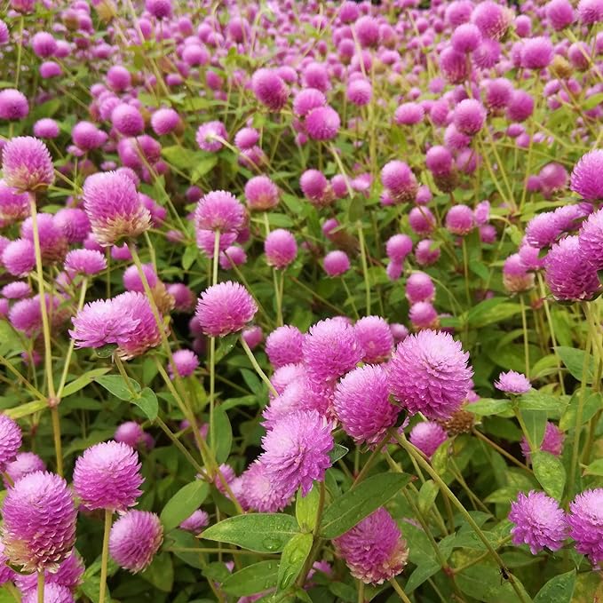 Outsidepride 2000 Seeds Annual Rose Gomphrena Globosa Flower Seed for Planting