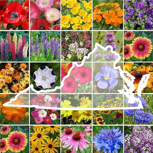 Eden Brothers Virginia Wildflower Mixed Seeds for Planting, 1 lb, 480,000+ Seeds with Five Spot, African Daisy | Attracts Pollinators, Plant in Spring or Fall, Zones