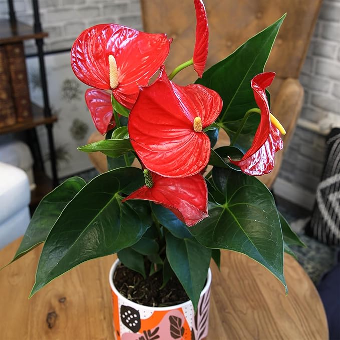 Red Anthurium Live Plant Decor 10-12" in Modern Planter, Plant Lover Gifts for Plant Lovers, Live Plants Indoor Plants Live Houseplants, Real Plants Indoor House Plants Easy Plants by Plants for Pets