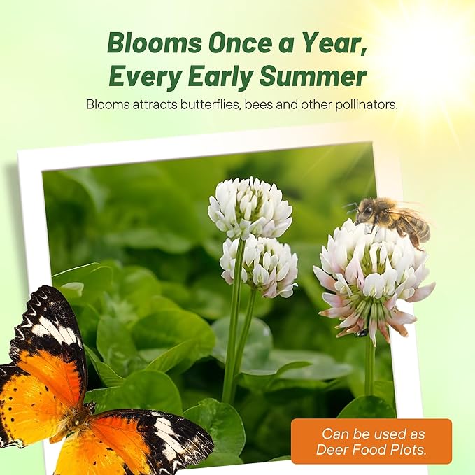 Outsidepride Perennial White Dutch Clover Seed - 40 lbs. Nitrocoated, Inoculated Clover Seeds for Lawn Alternative, Erosion Control, Food Plots, Ground Cover, & Pasture Mixtures in USDA Zones 3-10