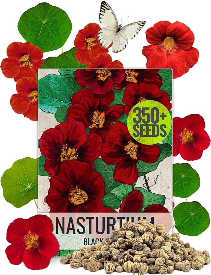 Seed Needs, 350+ Nasturtium Seeds “Black Velvet” (Tropaeolum Minus) Non-GMO, Easy to Grow Flower Seeds, Attracts Pollinators - Bulk