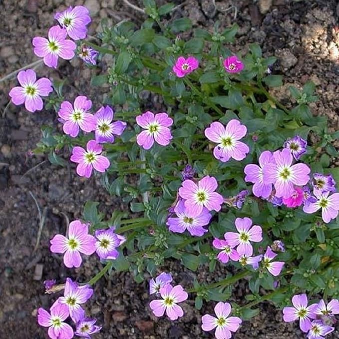 CHUXAY GARDEN Malcolmia Maritima-Virginia Stock 4000 Seeds Popular Annual Striking Landscaping Plant Low-Maintenance