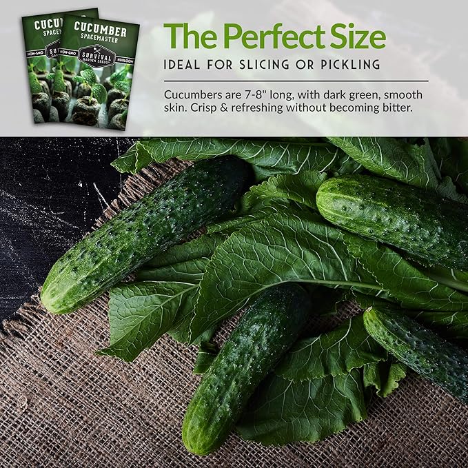 5 Packs Spacemaster Cucumber Seed for Planting - Packet with Instructions to Plant Container Friendly Cucumbers in Your Home Vegetable Garden - Non-GMO Heirloom Variety - Survival Garden Seeds