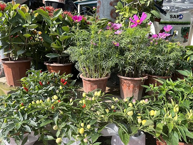 Small Granular Water Crystal for Grow Firm and Smooth Lawn and Keep Garden Plants Thriving (10 Pound)