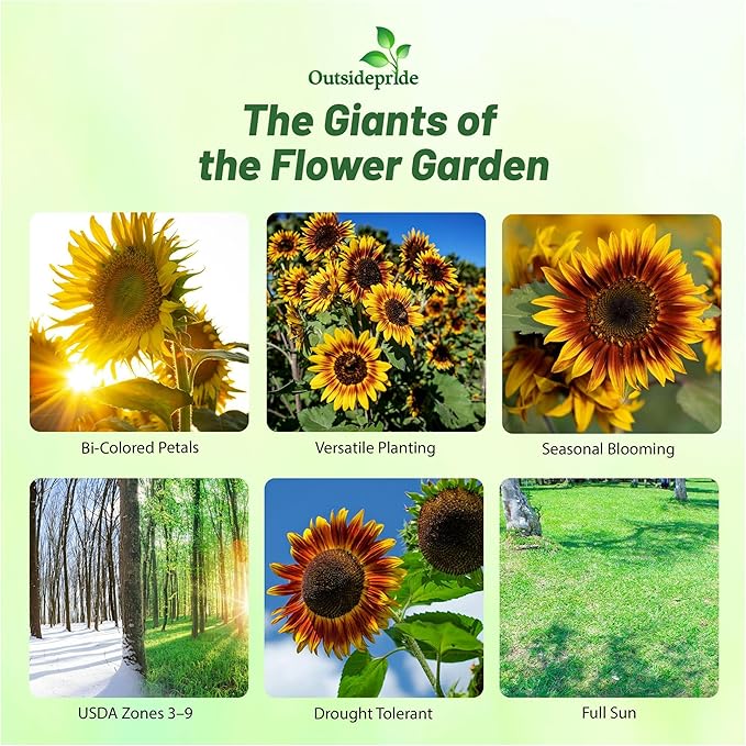 Outsidepride 50 Seeds Helianthus Annuus Joker Sunflower Seeds for Planting