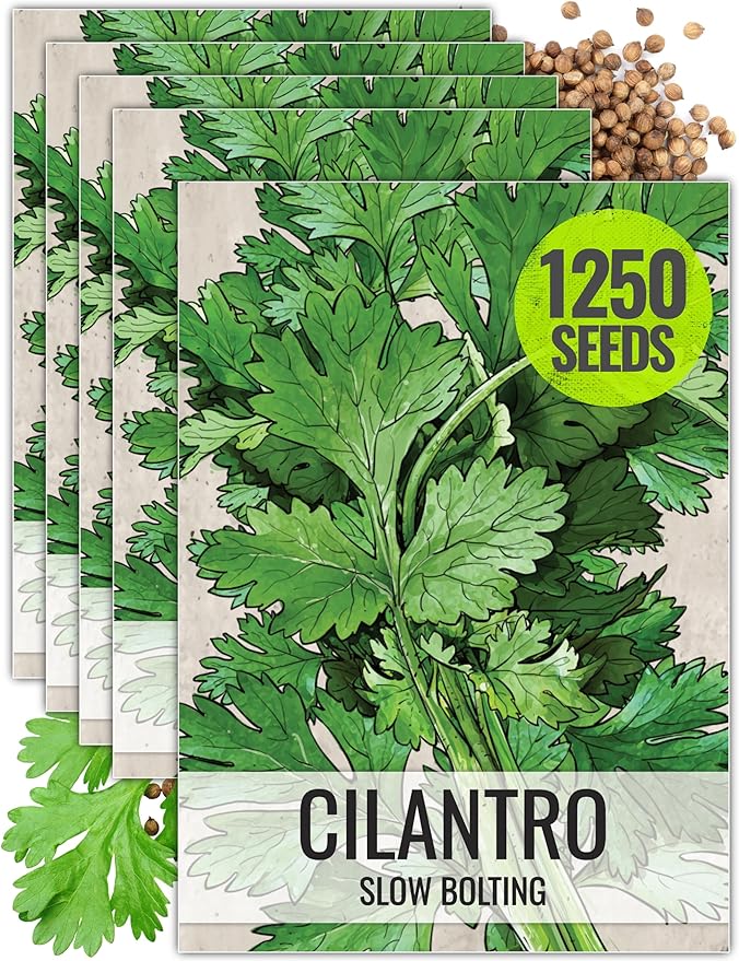 Seed Needs Cilantro Seeds for Planting Coriander Kitchen Herbs - Non-GMO, Heirloom & Untreated - Organically Grow a Home Grown Herb Garden Indoors or Outdoors (5 Packs)