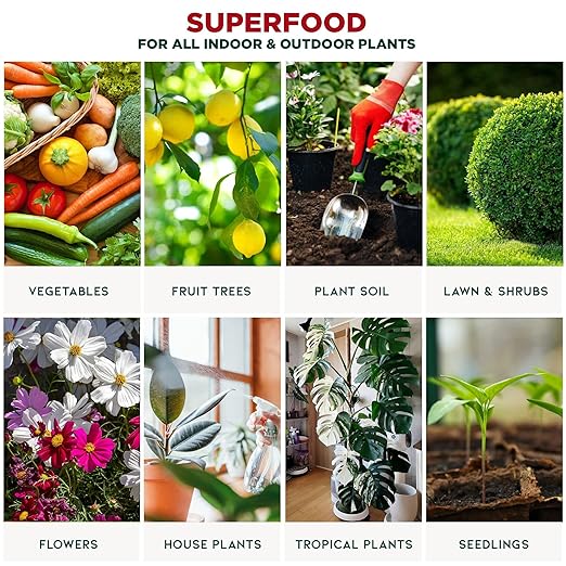 Premium Organic Kelp Concentrate for Tomato Plants - 8 oz - Amplify Tomato Size and Taste for a Satisfying Harvest