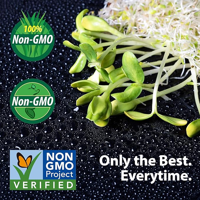 Slow Bolt Cilantro Herb Garden Seeds - 1 Lb ~40,000 seeds - Non-GMO Heirloom Slow Bolt Cilantro Herb Seeds (Coriander) - Outdoor Garden, Indoor Garden, Countertop Microgreens, Organic Micro Greens Kit