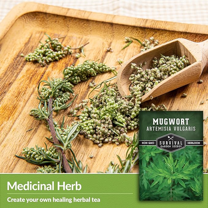 Common Mugwort Seed for Planting - 5 Packets with Instructions to Plant and Grow Artemisia Vulgaris in Your Home Vegetable Garden - Non-GMO Heirloom Variety - Survival Garden Seeds