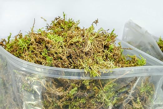 Organic Green Sphagnum Moss for Orchids, Indoor and Outdoor Plants - Dried for Decorative Gardening (Large Pack - 10 litres / 500 gr / 35 oz)
