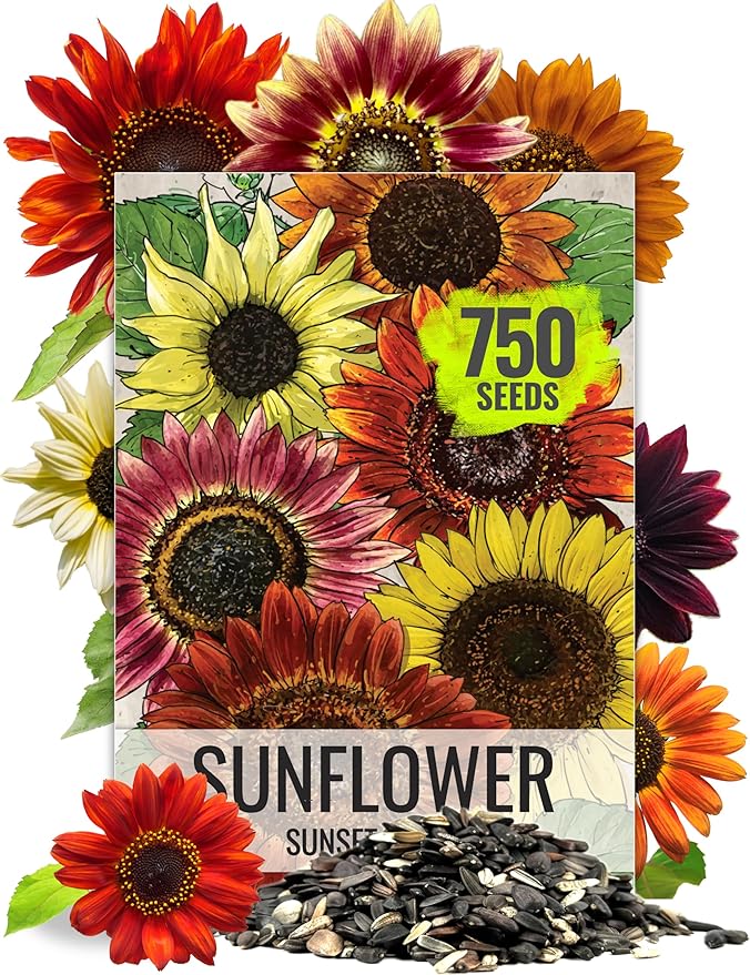 Seed Needs, 750+ Sunflower Sunset Blend Flower Seeds for Planting (Helianthus annuus) 7 Varieties Mix, Heirloom & Open Pollinated for The Butterfly Garden - Bulk
