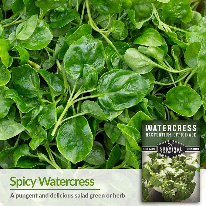 1 Pack Watercress Seed for Planting - Packet with Instructions to Grow Nasturtium officinale in Your Home Vegetable Garden - Non-GMO Heirloom Variety - Survival Garden Seeds