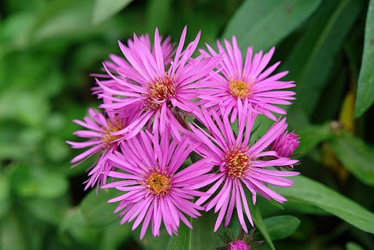 American Beauties Native Plants - Aster novae-angliae 'Vibrant Dome' (New England Aster) Perennial, hot pink, #2 - Size Container