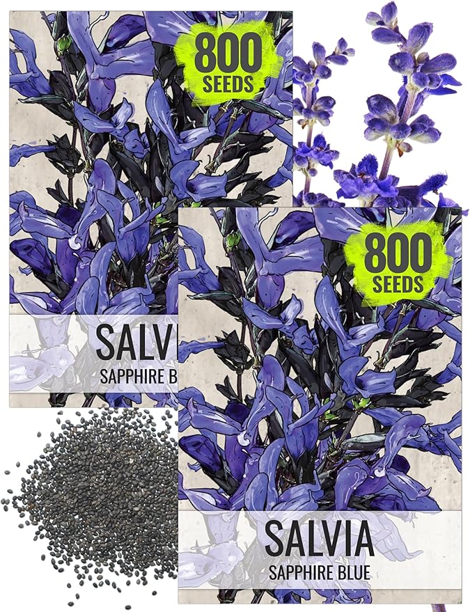 Seed Needs Sapphire Blue Sage Seeds for Planting - Heirloom & Open Pollinated Salvia - Grow a Butterfly Garden with Perennial Flowering Plants (2 Packs)