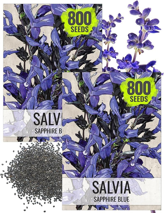 Seed Needs Sapphire Blue Sage Seeds for Planting - Heirloom & Open Pollinated Salvia - Grow a Butterfly Garden with Perennial Flowering Plants (2 Packs)