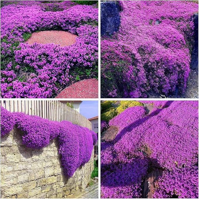 20000 Creeping Thyme Seeds for Planting Perennial Ground Cover Plants Heirloom Flowers Non-GMO Thymus Serpyllum Seed High Germination Rate