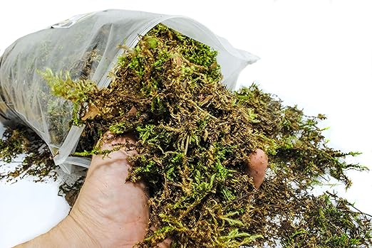 Organic Green Sphagnum Moss for Orchids, Indoor and Outdoor Plants - Dried for Decorative Gardening (X-Large Pack (2 Bags) - 25 litres /1250 gr/ 88 oz)
