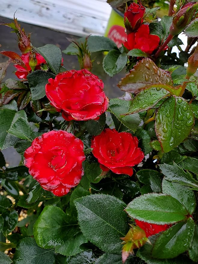 Green Promise Farms Rosa Petite Knock Out (Reblooming) Rose, 2-Size Container, deep red Flowers