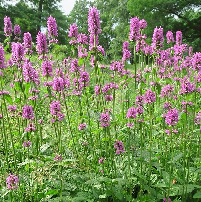 CHUXAY GARDEN 40 Seeds Betonica Officinalis,Common Hedgenettle,Betony,Purple Betony,Wood Betony,Bishopwort,Bishop's Wort Drought Tolerant Flowering Mint Plant Low-Maintenance