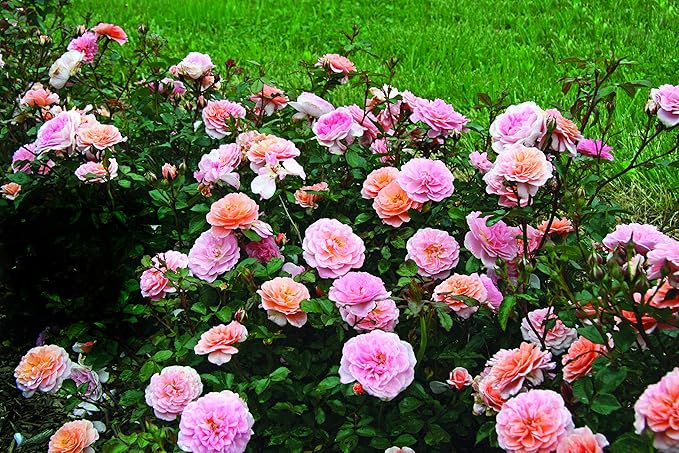 Drift Roses - Rosa Apricot Drift (Rose) Rose, Double Apricot flowers, #2 - Size Container