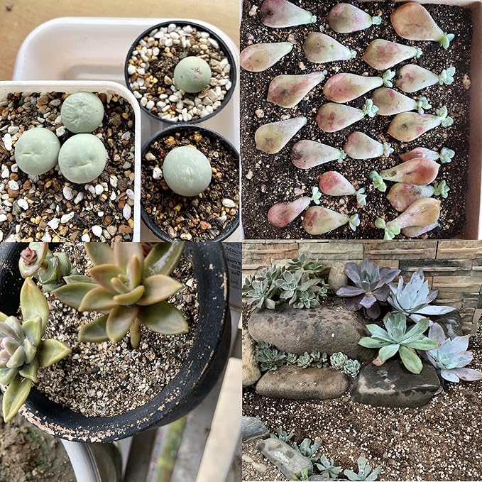 20QT Organic Perlite Horticultural Soil Amendment for Plants and Enhanced Drainage Enhanced