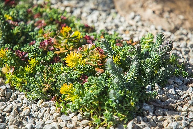 Sedum Succulent Plants Ground Cover, Live Succulents Plants Live Plants, Plant Tray of Outdoor Plants for Landscaping, Fairy Garden Accessories, Plant Wall Decor and Succulent Soil by Plants for Pets