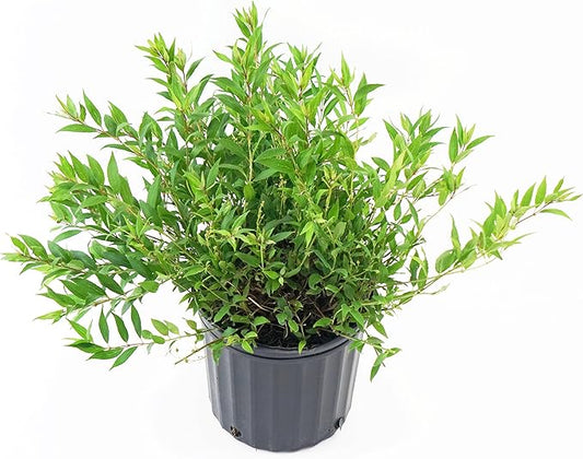 Deutzia gracilis 'Nikko' (Nikko Deutzia) Shrub, white flowers, #2 - Size Container