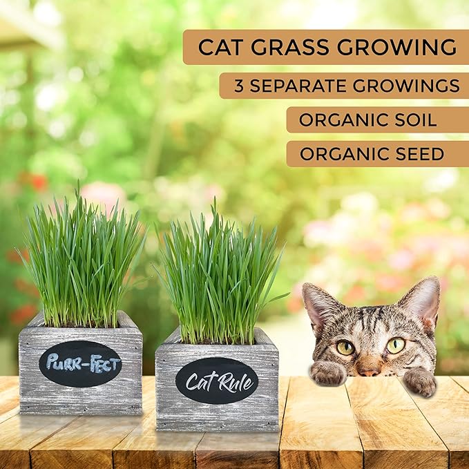 Cat Grass for Indoor Cats Kit – Best Value Organic Seed & Soil for 3 Growing Cycles, Natural Hairball Remedy & Cat Gifts (White Wash)