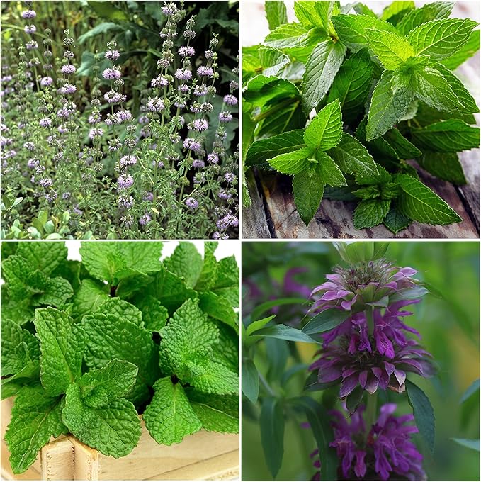 Seed Needs, Mint Seed Packet Collection (4 Individual Varieties of Mint Seeds for Planting) Heirloom, Non-GMO & Untreated - Spearmint, Peppermint, Lemon Mint and Pennyroyal Mint