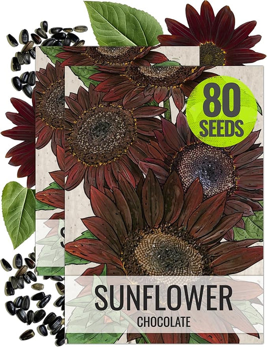 Seed Needs, Chocolate Sunflower Seeds - 40 Heirloom Seeds for Planting Helianthus annuus - Annual Flowers to Plant Outdoors, Attracts Bumblebees and Butterflies, Great as a Cut Flower (2 Packs)