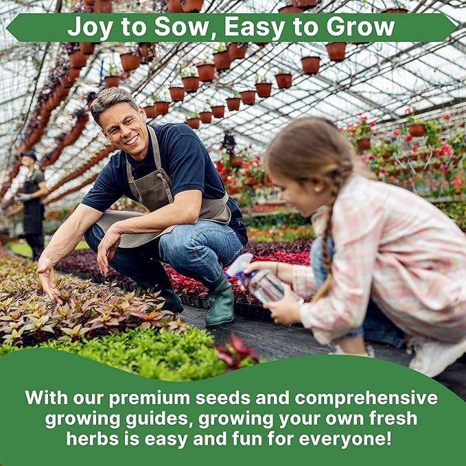 Anise Seeds Pack 5G - Over 1800 Non-GMO Heirloom Anise Seeds for Planting Herbs in Individual Seed Packet, Herbs Seeds for Planting Home Garden Indoor & Outdoor Gardening