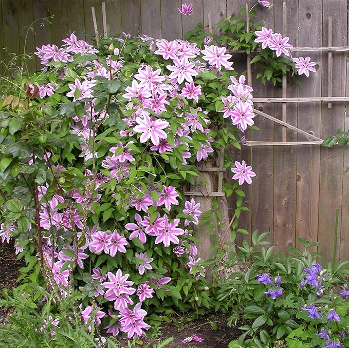 CHUXAY GARDEN Nelly Moser Clematis Seed 30 Seeds Exotic Charm Flowering Plant Adding a Decorative Appeal High Yield Flourishing