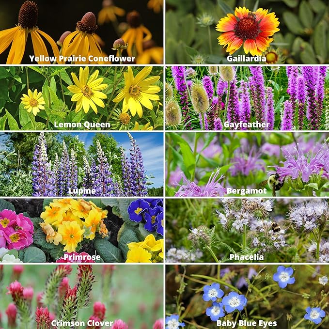 Wildflower Seeds Bulk, 2 Oz. 80,000+Seeds, Save the Bees Wild Flowers Seeds Mix-19 Non-GMO Varieties of Wildflower Seeds for Bees-Bee Friendly Wildflower Seeds-Pollinator Wildflower Seeds for Planting